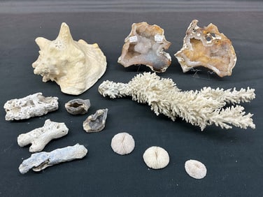 Coral Geodes & Shells