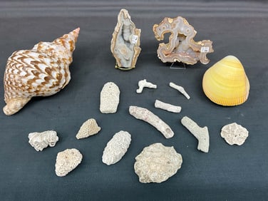 Shell & Crystal Coral Group