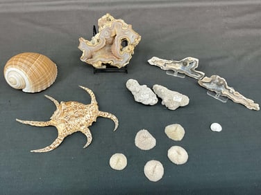 Spider Shell, Coral Geodes
