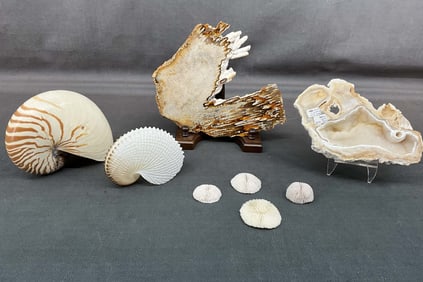 Coral Geode & Large Shells