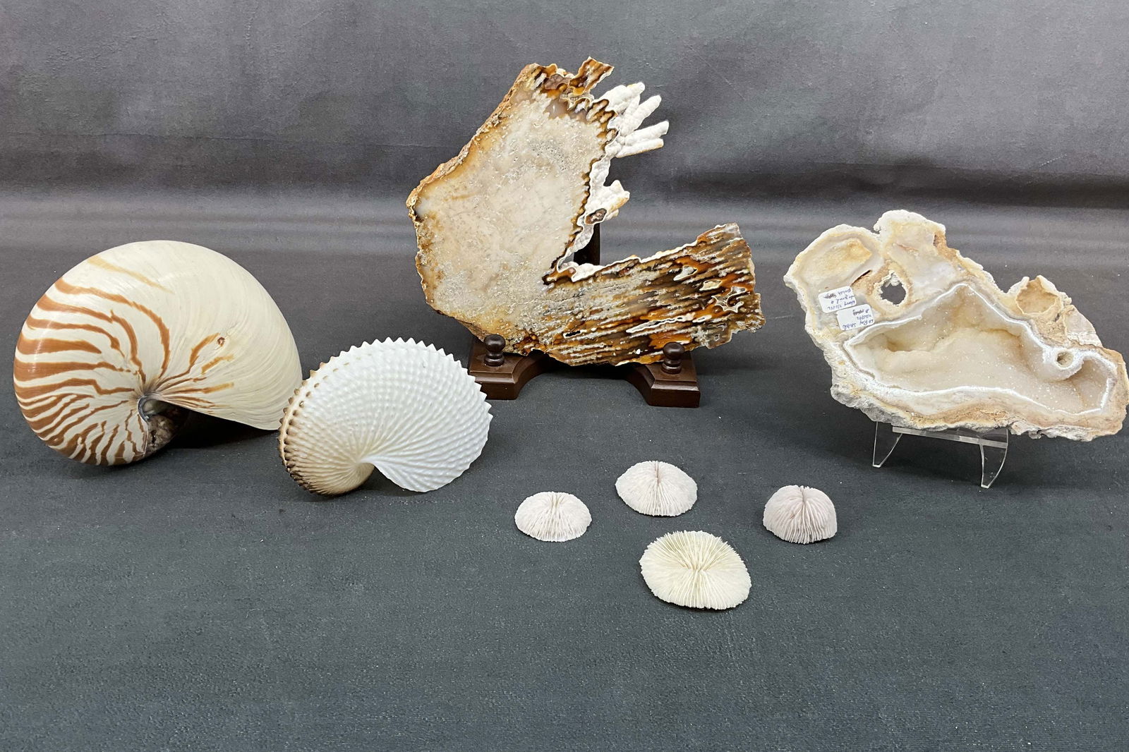 Coral Geode & Large Shells (1 of 12)