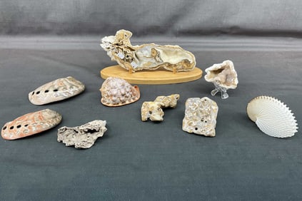 Coral Geode On Stand& Shells