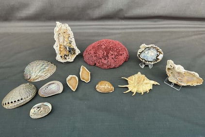Red Coral, Coral Geode & Shell