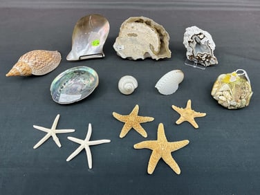 Coral Geode, Starfish & Shells