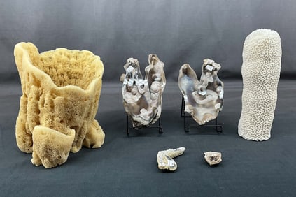 Coral Tower, Sponge & More