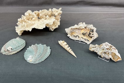Large Coral & Mixed Shells