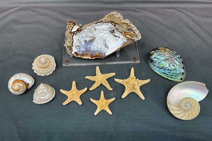Coral Geode On Stand & Shells