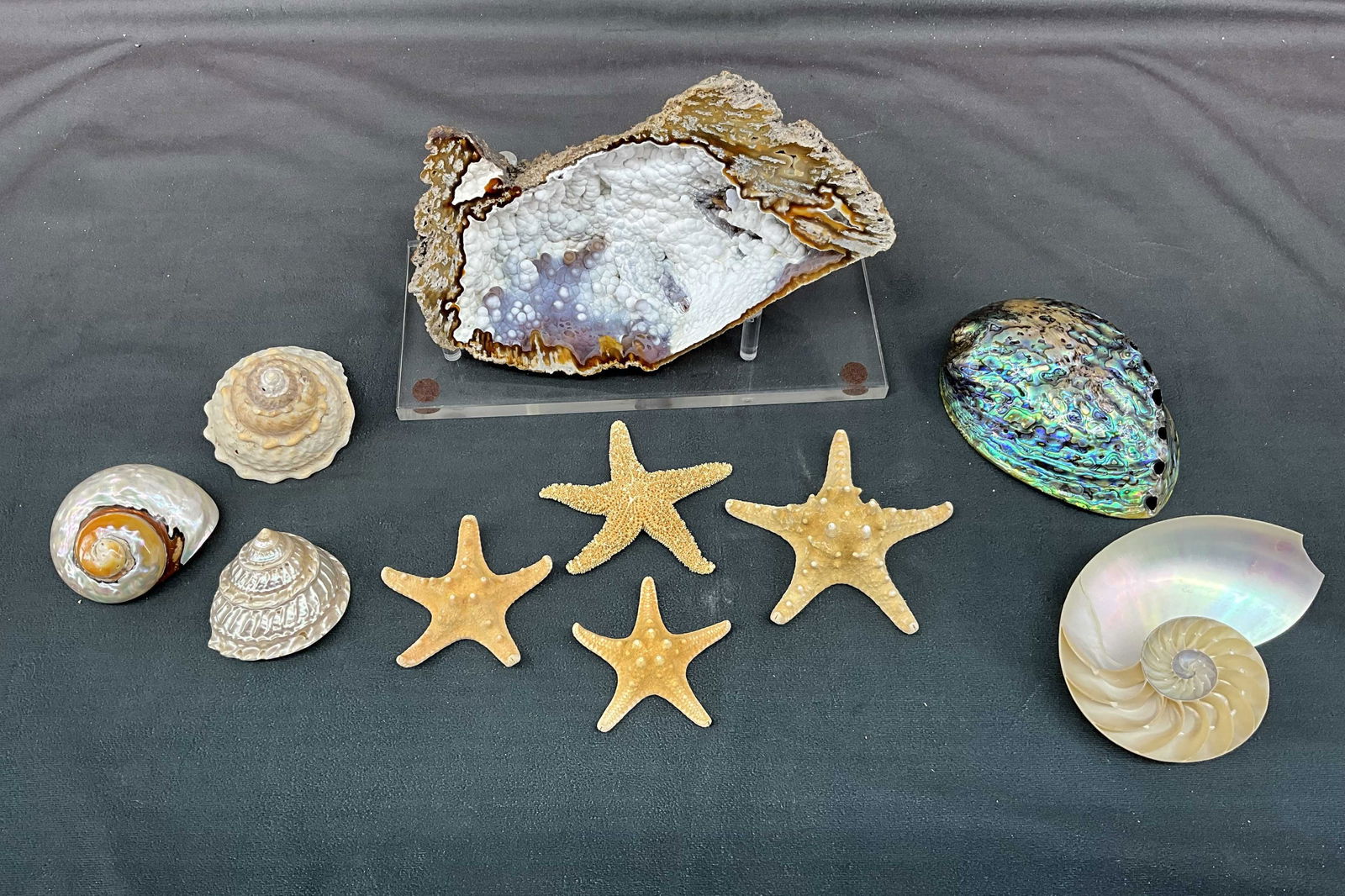 Coral Geode On Stand & Shells (1 of 15)