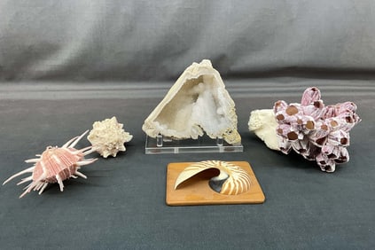 Coral With Barnacles & Coral Geode