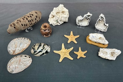 Coral Geode, Banksia Pods, Shells