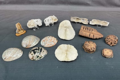 Banksia Pods, Coral Varieties, Abalone