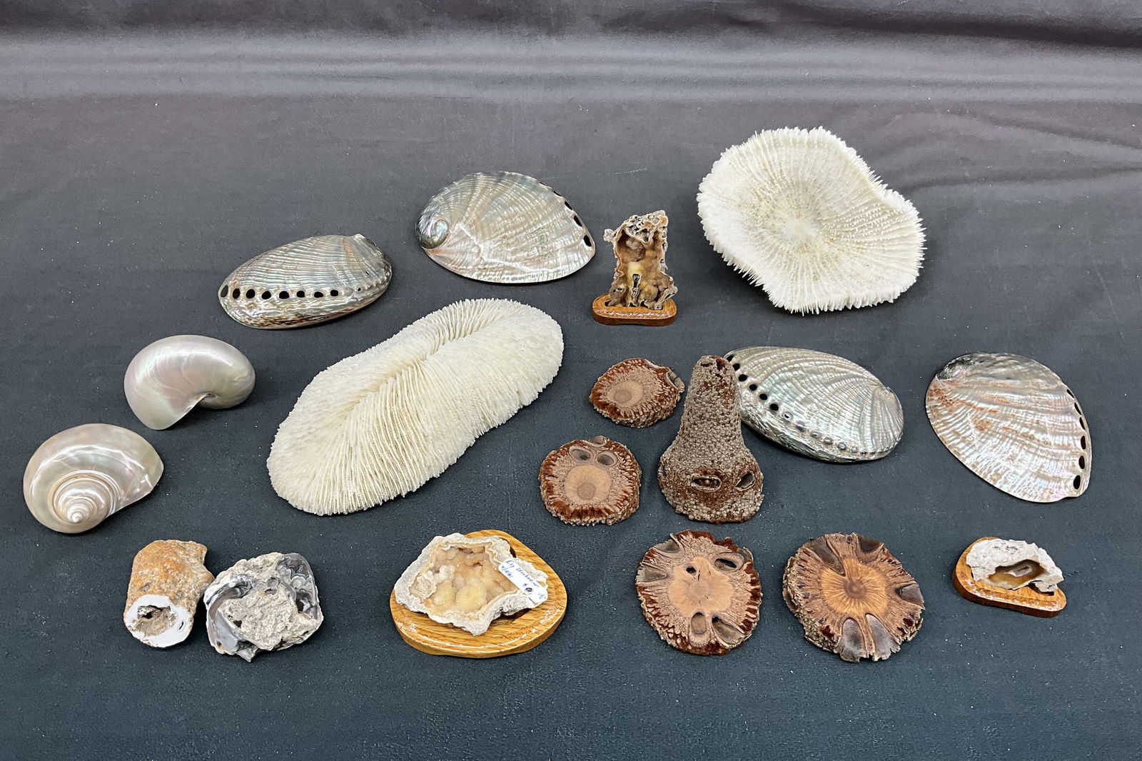 Coral Geodes, Mushroom Coral & More (1 of 17)