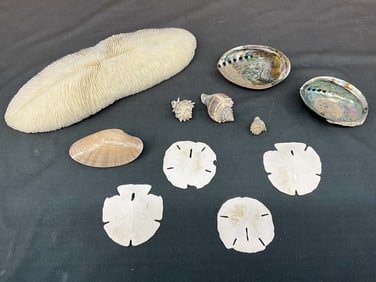 Giant Feather Coral & Sand Dollars