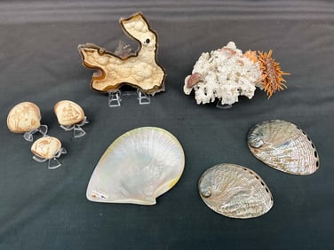 Coral, Shells, Abalone & Moon Scallop