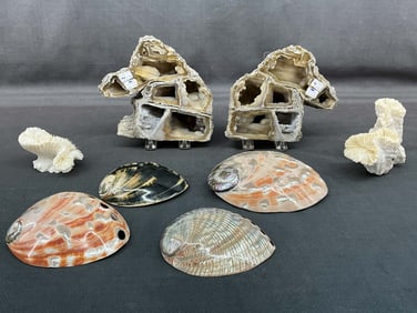 Coral Geodes & Abalone