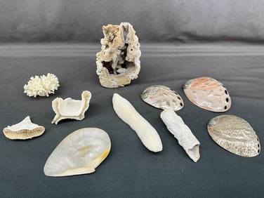 Coral Geode & Feather, Shells