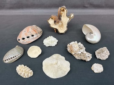 Nautilus Shell & Coral Varieties