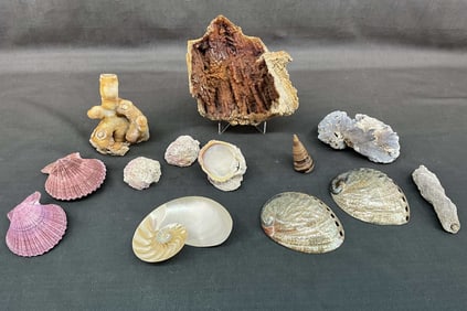 Crystalized Coral & Oyster Shells