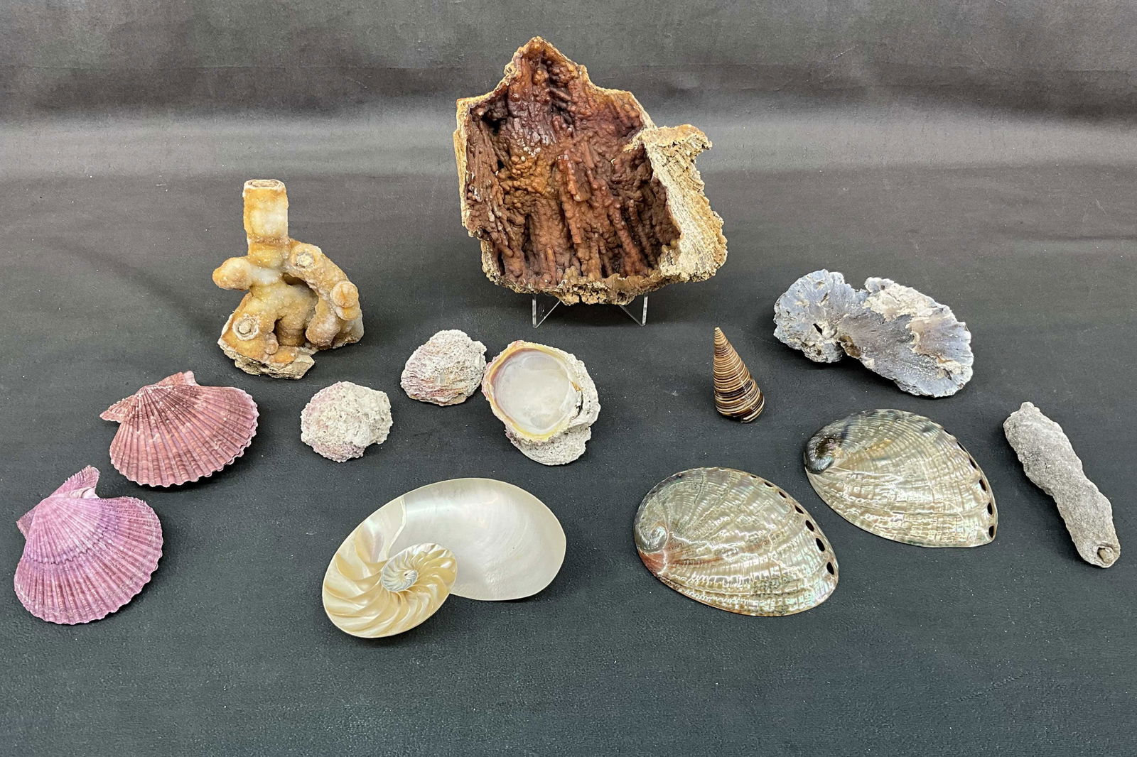 Crystalized Coral & Oyster Shells (1 of 15)