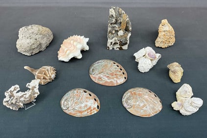 Agatized Coral & Shells