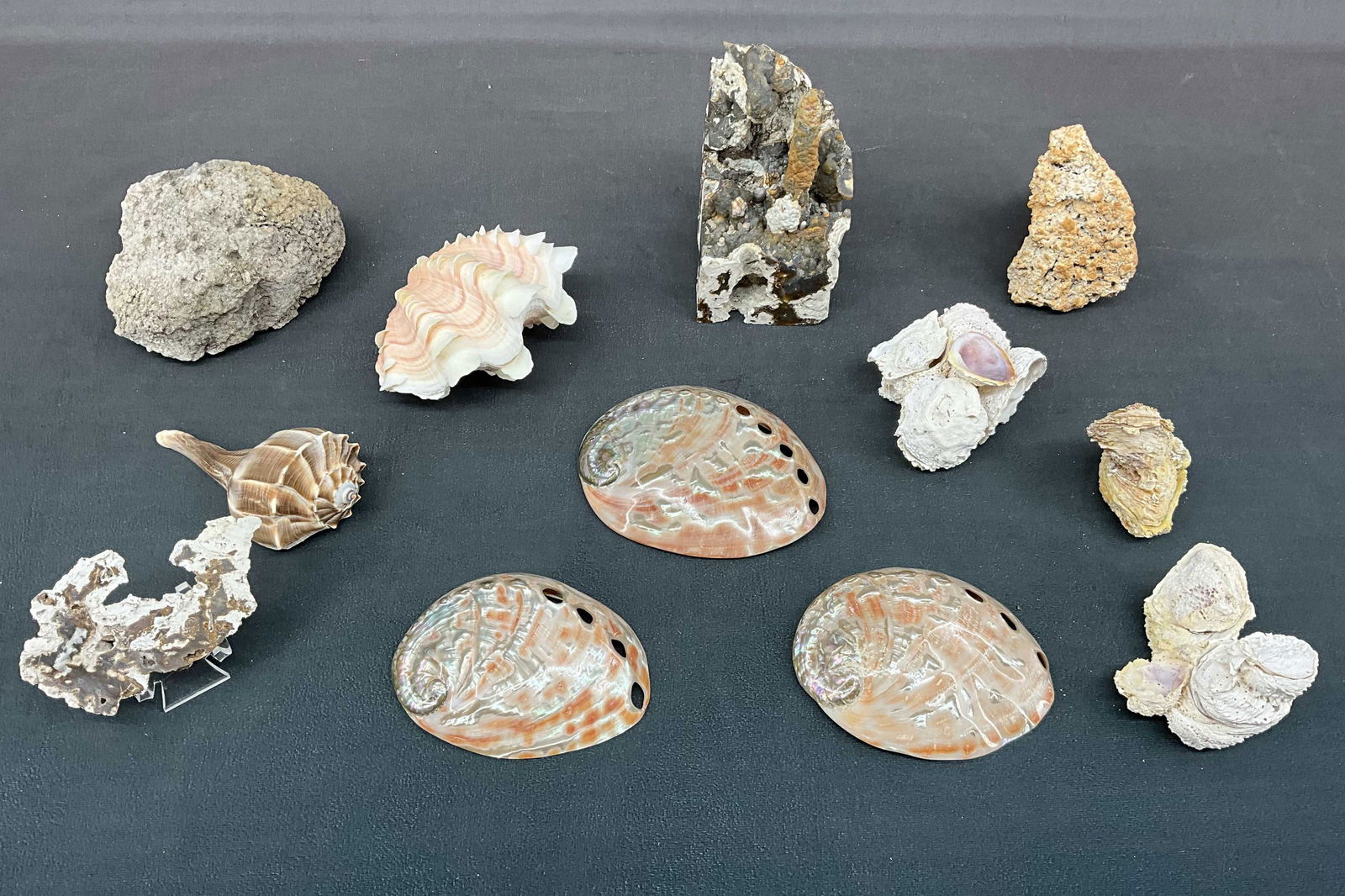 Agatized Coral & Shells (1 of 15)
