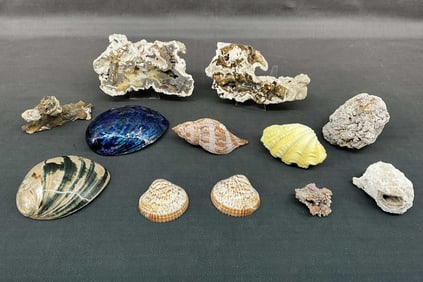 Crystalized Coral & Shell Mix