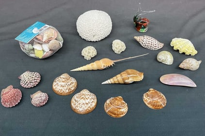 Brain Coral & Shells