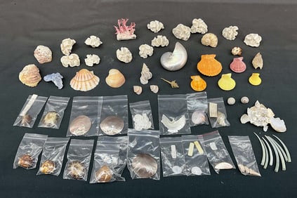 Generous Mix Of Small Shells
