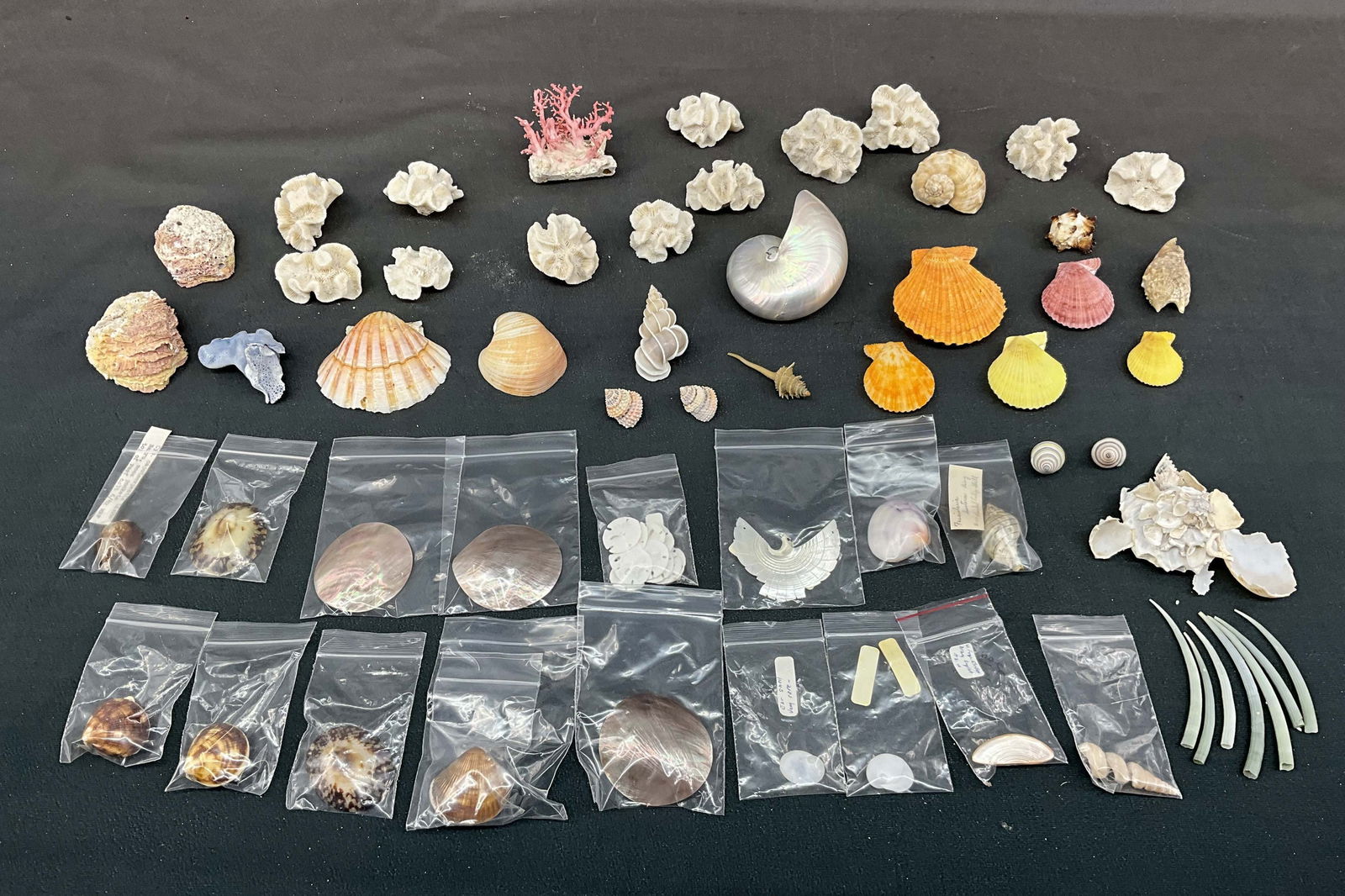 Generous Mix Of Small Shells (1 of 12)