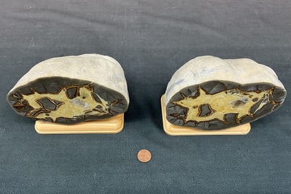 Whole septarian Nodule