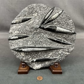 Fossil Nautaloid Plate