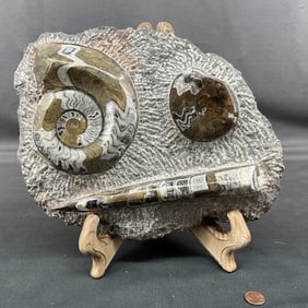 Large Fossil Ammonite On Stand