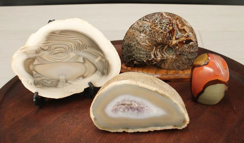 Ammonite Fossil, Polychrome Jasper