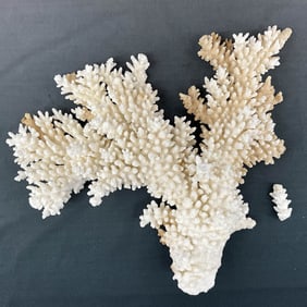 Large Tree Coral Specimen