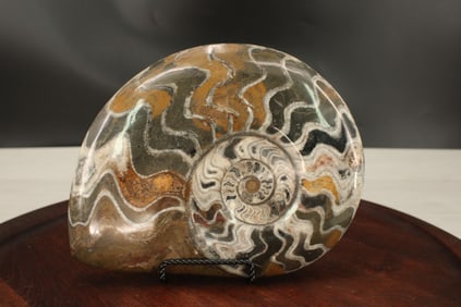 Large Ammonite Fossil On Stand