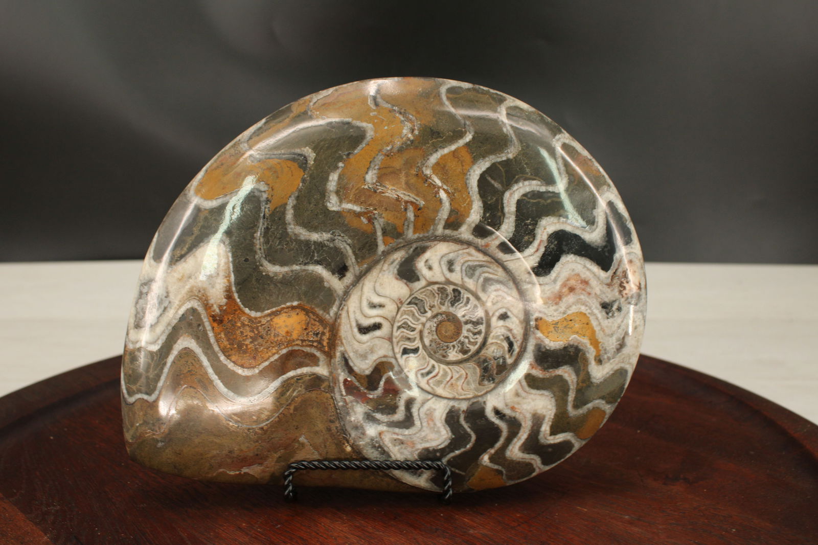 Large Ammonite Fossil On Stand (1 of 5)