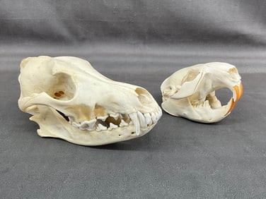 Animal Skull Pair, Beaver & Coyote