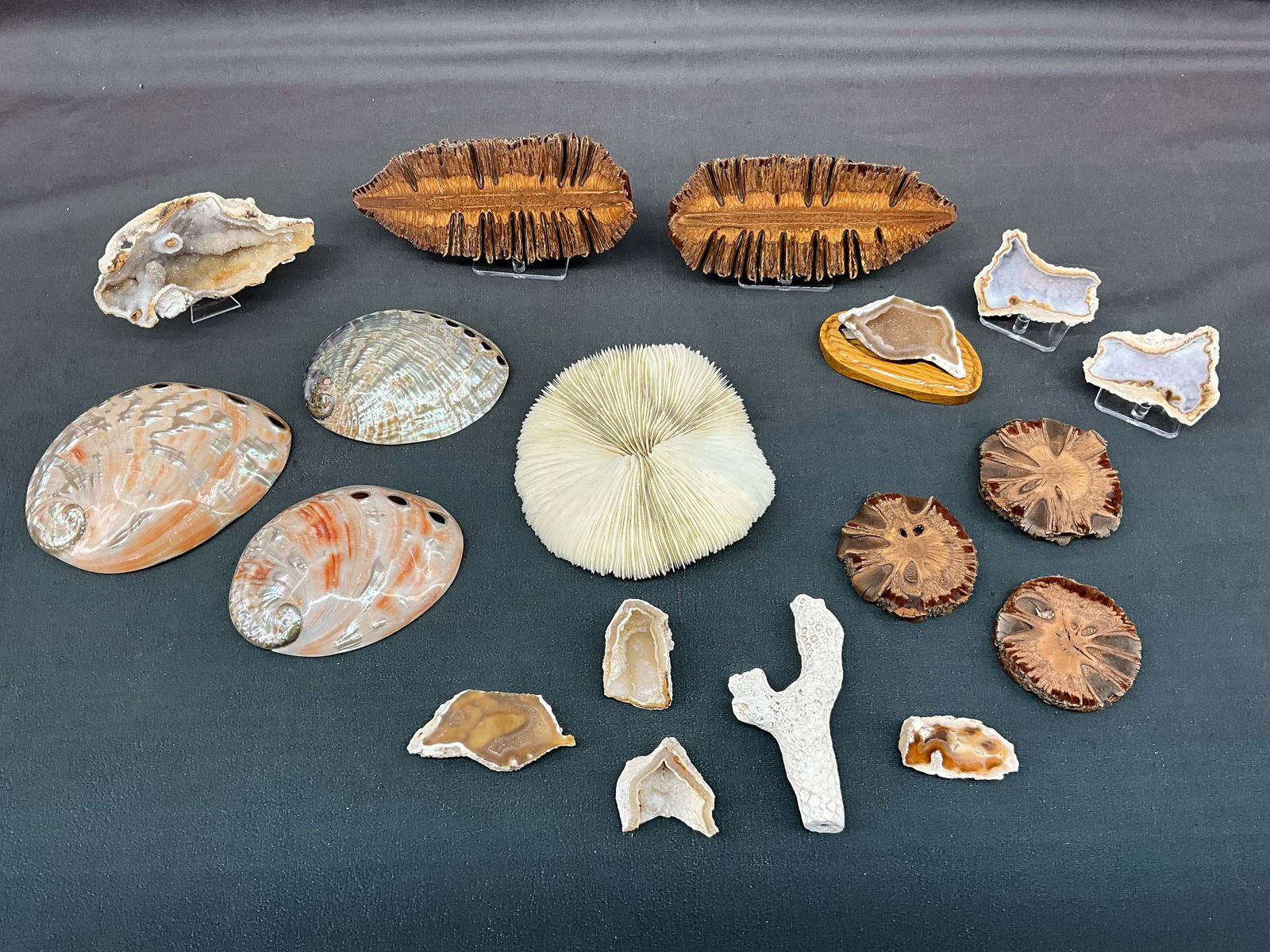 Crystallized Coral, Abalone, & More (1 of 17)