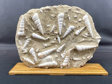 Large Shell Fossil, Teratilla