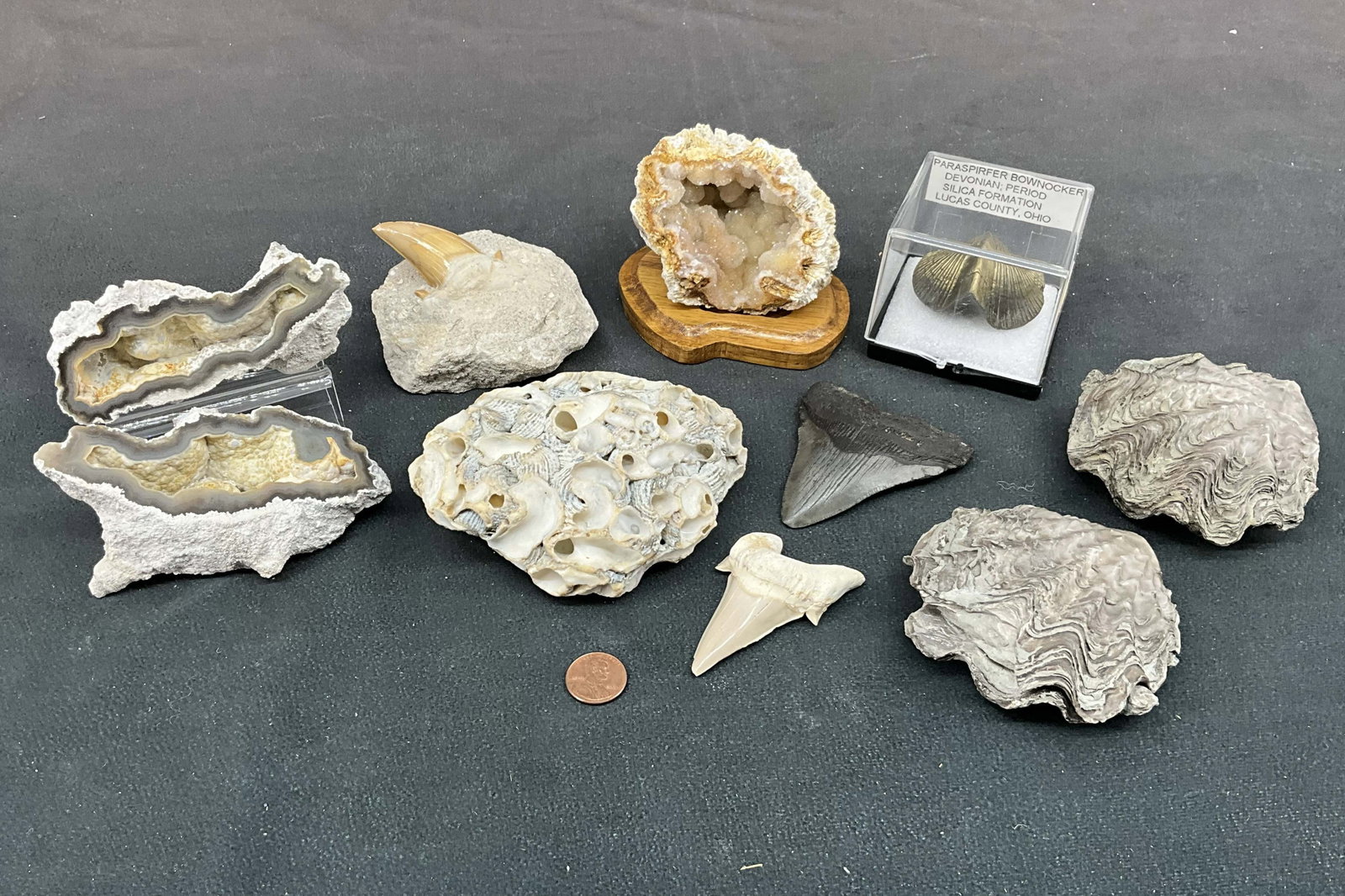 Fossils, Shark Teeth, Shells, Coral: Selection of shark teeth, agatized coral, crystalized brain coral, shell fossils including clams. Size: largest 4"T x 3"L x 1.5"D Provenance: From the lifetime collection of an Oreland, Pennsylvania p