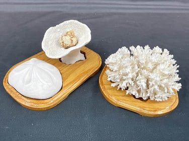 Two Coral Specimens On Stand