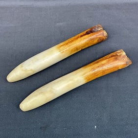 Fossil Bones or Tusk