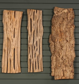 Cork and Saguaro Skeleton Specimens