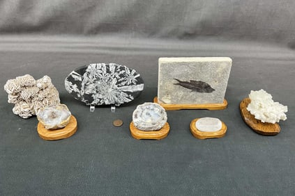Calcite Cluster, Fish Fossil, Geodes
