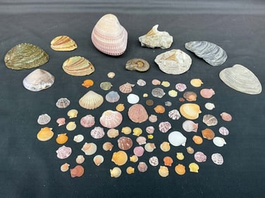 Shells, Mother of Pearl, Shark Teeth