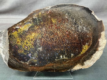 Large Petrified Wood Specimen