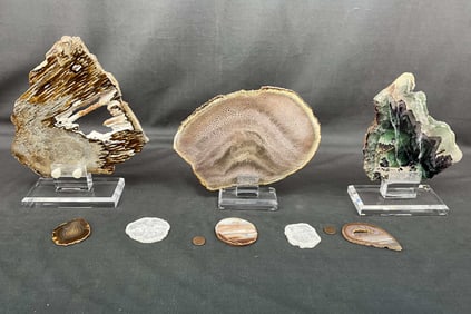Fluorite Slab, Petrified Palm Wood, Agate