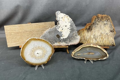 Mineral Slices, Petrified Wood, Agatized Coral