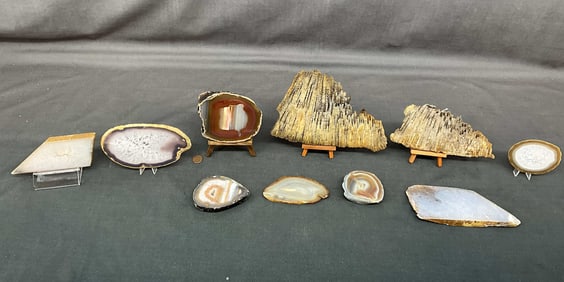 Thick Cut Slab Specimens, Coral, Agate