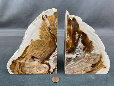 Petrified Wood Bookends